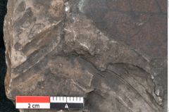 Foto (Detailansicht) von Echitonium superstes Unger (NHMW-GEO-2024-0188-8011)